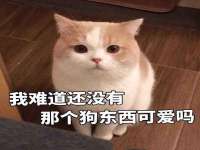 上海火狐网络科技有限公司
