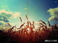 上海火狐网络科技有限公司