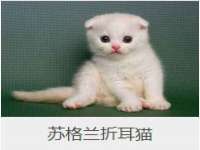 上海火狐网络科技有限公司