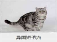 上海火狐网络科技有限公司