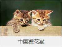上海火狐网络科技有限公司