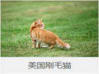 上海火狐网络科技有限公司