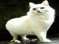 上海火狐网络科技有限公司