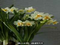 上海火狐网络科技有限公司