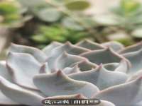 上海火狐网络科技有限公司