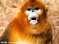 上海火狐网络科技有限公司
