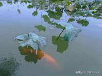 上海火狐网络科技有限公司