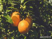 上海火狐网络科技有限公司