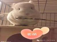 上海火狐网络科技有限公司