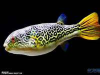 上海火狐网络科技有限公司
