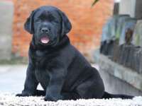 上海火狐网络科技有限公司