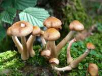 上海火狐网络科技有限公司