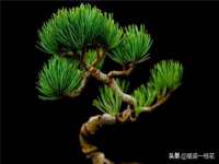 上海火狐网络科技有限公司