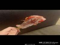 上海火狐网络科技有限公司